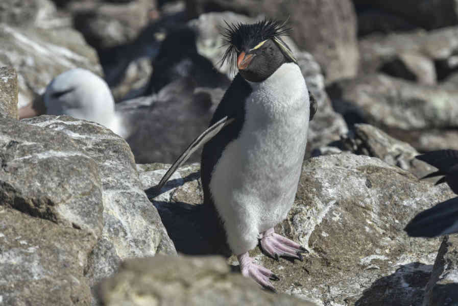 Pingüino Rockhopper - islas Falkland o Malvinas 03